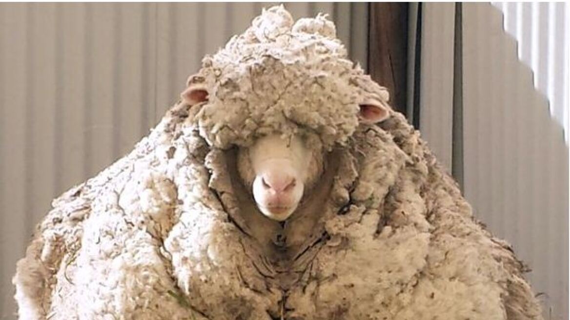 Αυστραλία: Αυτό είναι το πιο μεγάλο πρόβατο του κόσμου (και δεν είναι... τρίχες)