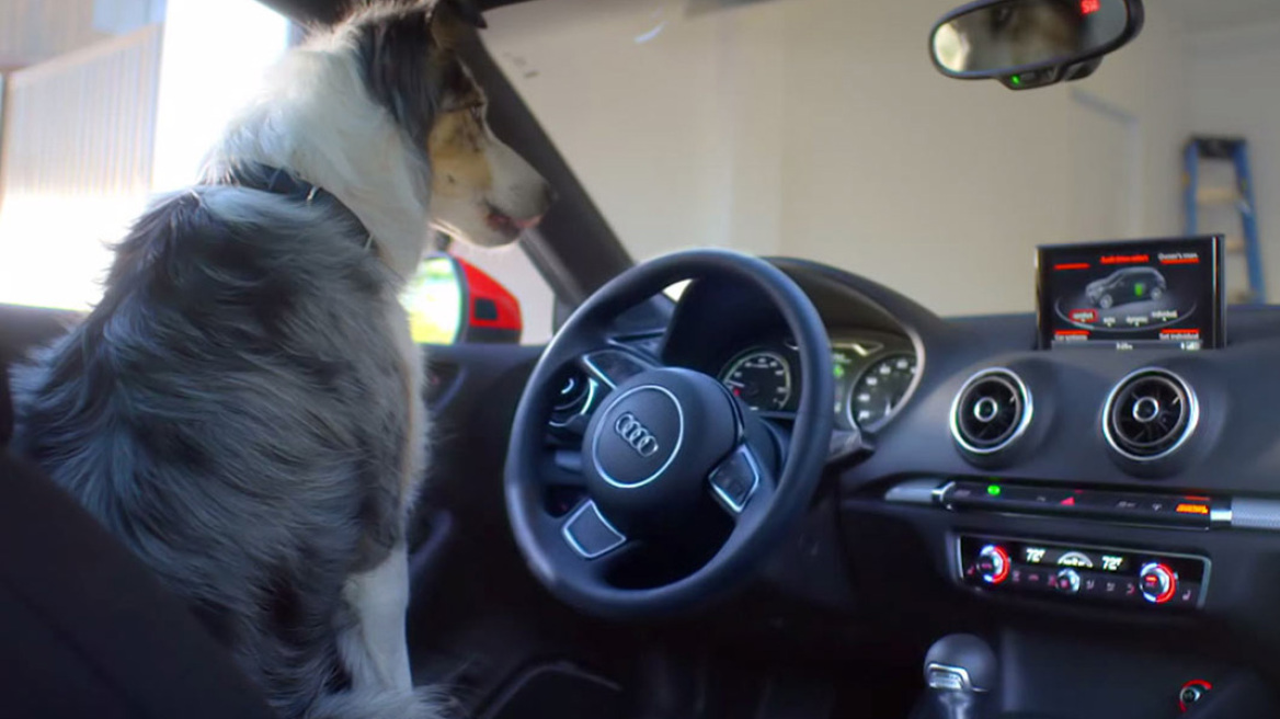 Video: Το σκυλί που… παρκάρει το Audi