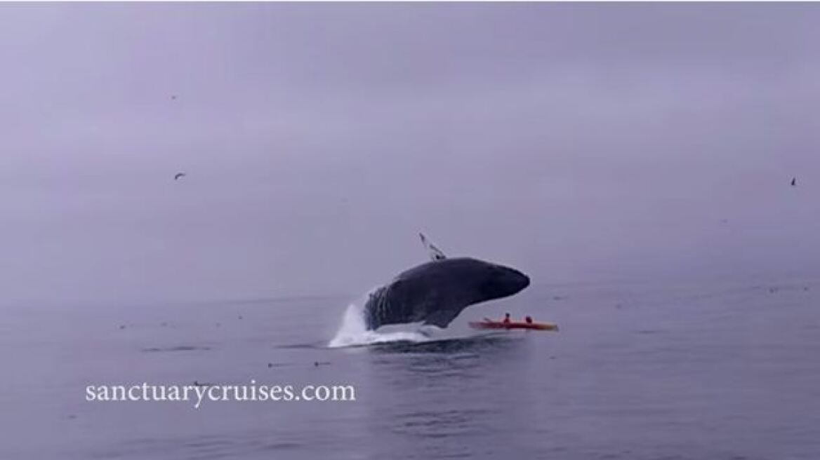 Απίστευτο βίντεο: Φάλαινα επιτίθεται σε κωπηλάτες καγιάκ