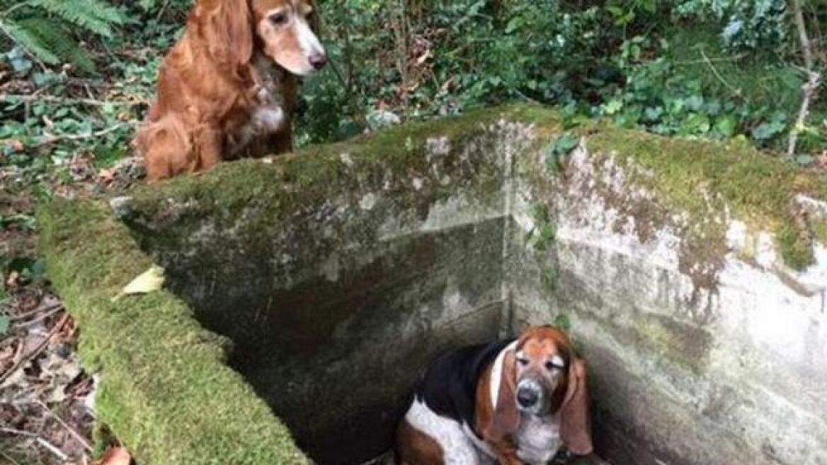 Μοναδικό: Σκυλί στάθηκε επί μία εβδομάδα δίπλα σε παγιδευμένο σύντροφό του!