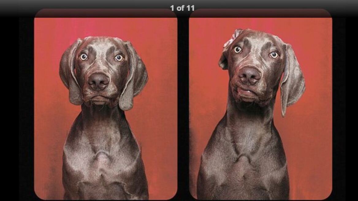 Μοναδικές φωτογραφίες: Τι κάνουν τα σκυλιά μέσα σε ένα φωτογραφικό θάλαμο;
