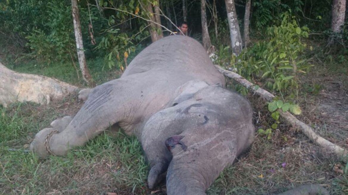 Ινδονησία: Λαθροθήρες σκότωσαν το διάσημο υπό εξαφάνιση ελέφαντα Γιόνγκι