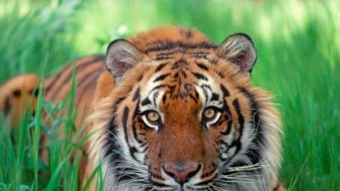 Nέα Ζηλανδία: «Όχι» στην ευθανασία της τίγρης που σκότωσε την φύλακα