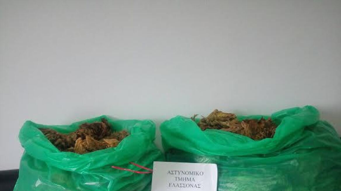 Αποθήκη με 11 κιλά λαθραίου καπνού στην Ελασσόνα