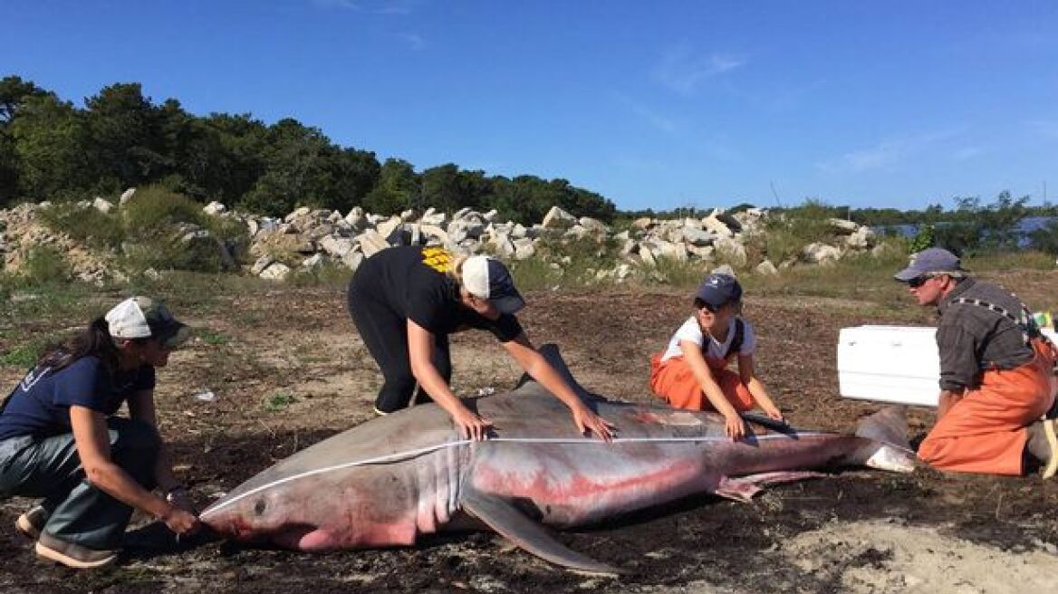Μεγάλος λευκός καρχαρίας βρέθηκε νεκρός σε πολυσύχναστη παραλία της Μασαχουσέτης