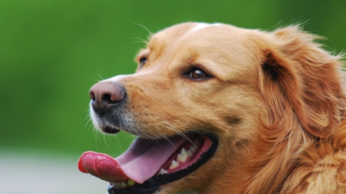 Σοκ στο Παγγαίο: Δημοτικός σύμβουλος φαίνεται σε βίντεο να χτυπά άγρια το σκύλο του! 