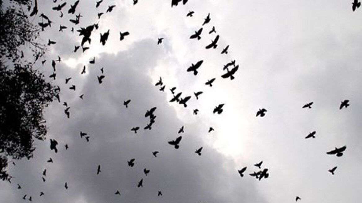 25 εκατ. μεταναστευτικά πουλιά θανατώνονται ετησίως στη Μεσόγειο