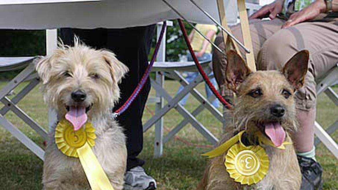 Don't miss the doggone 5th International dog festival! (vid)