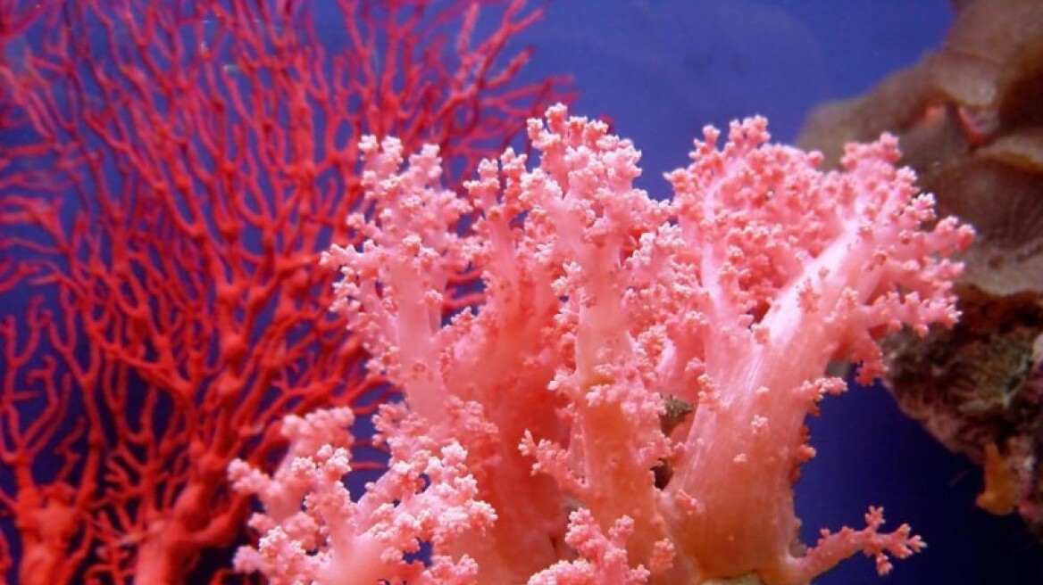 Nέα επιδημία:Τα κοράλλια χάνουν τα χρώματά τους και πεθαίνουν 