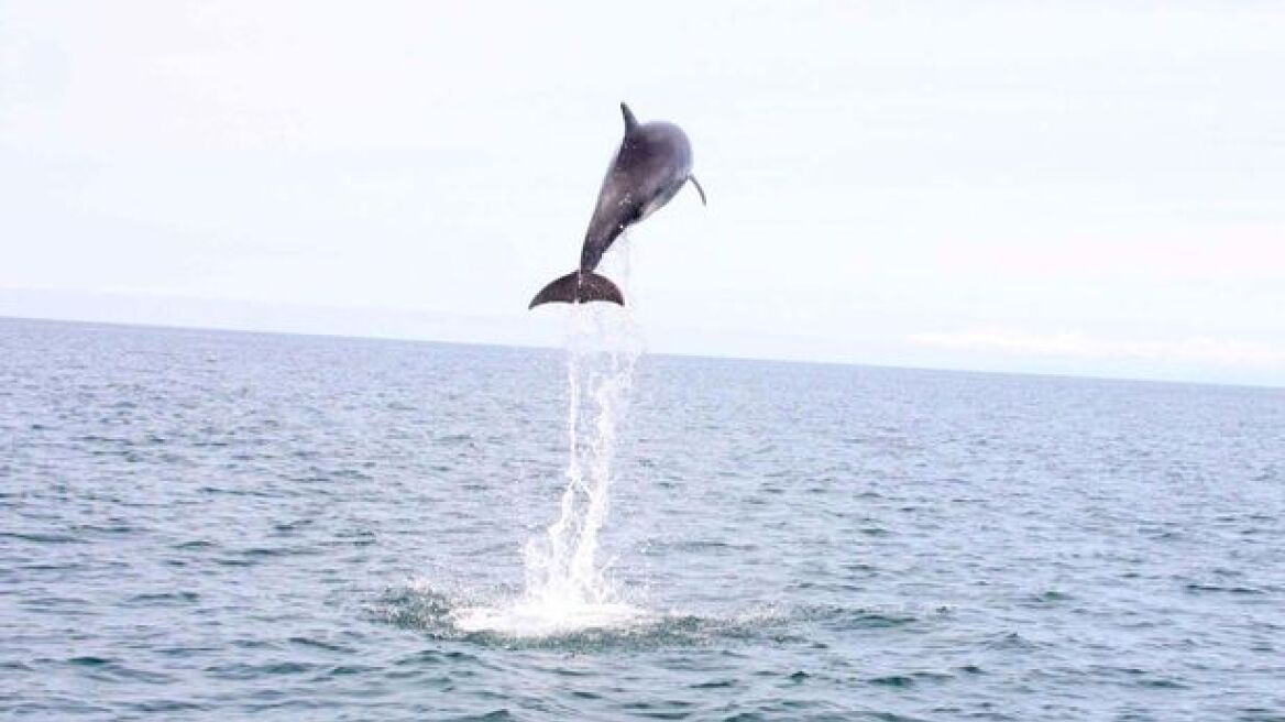 Δείτε καρέ-καρέ το δελφίνι που κάνει άλμα 4,5 μέτρων έξω από τη θάλασσα