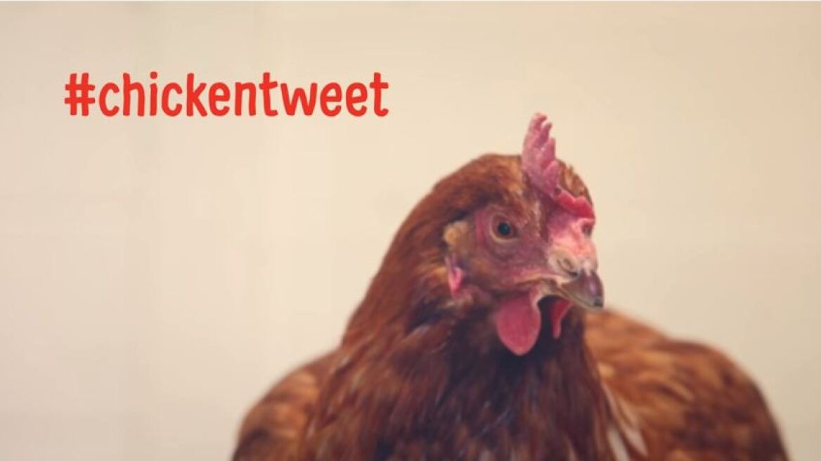 Bίντεο: Δείτε την... κότα που τουιτάρει (και έχει και περισσότερους followers από εσάς)