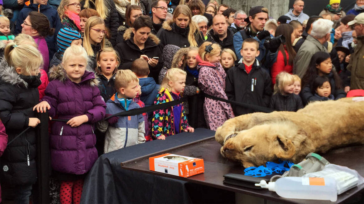 Δανία: Έγδαραν λιονταράκι μπροστά στα μάτια επισκεπτών ζωολογικού κήπου