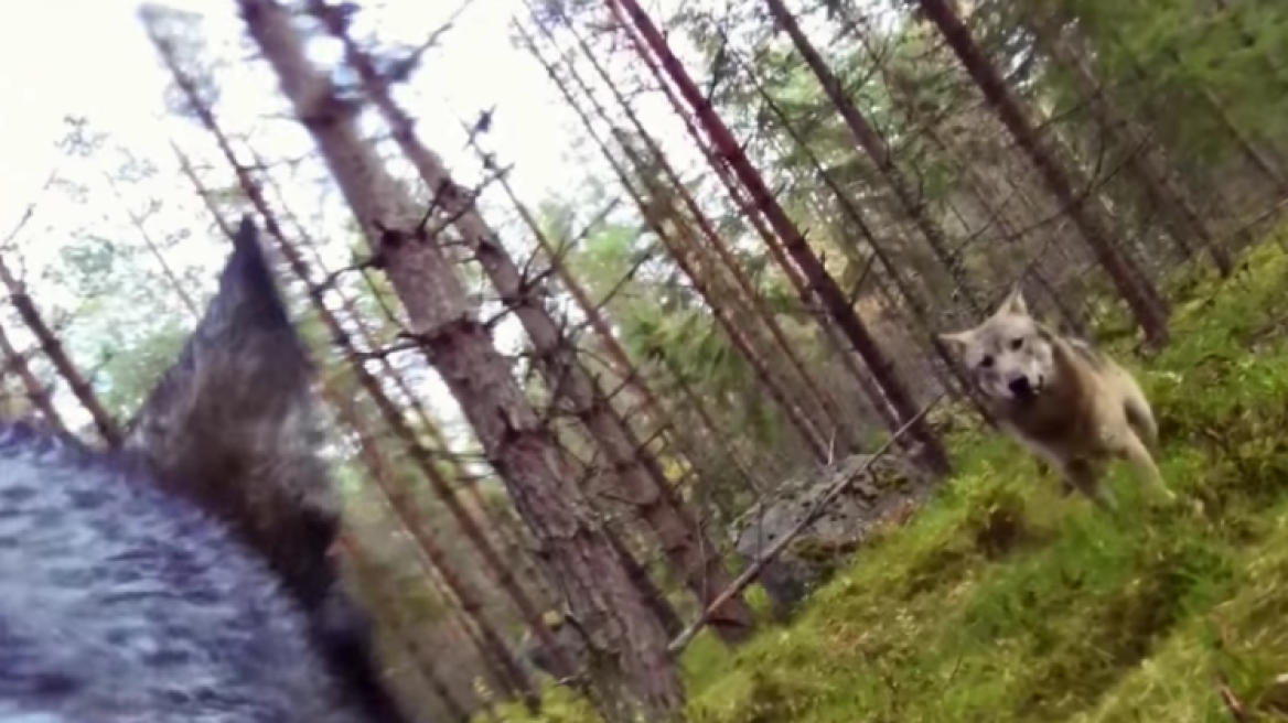 Βίντεο: Δείτε τη μάχη ενός σκύλου με δύο λύκους – Άγριες εικόνες