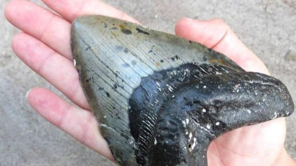Giant shark’s tooth washes up in North Carolina beaches