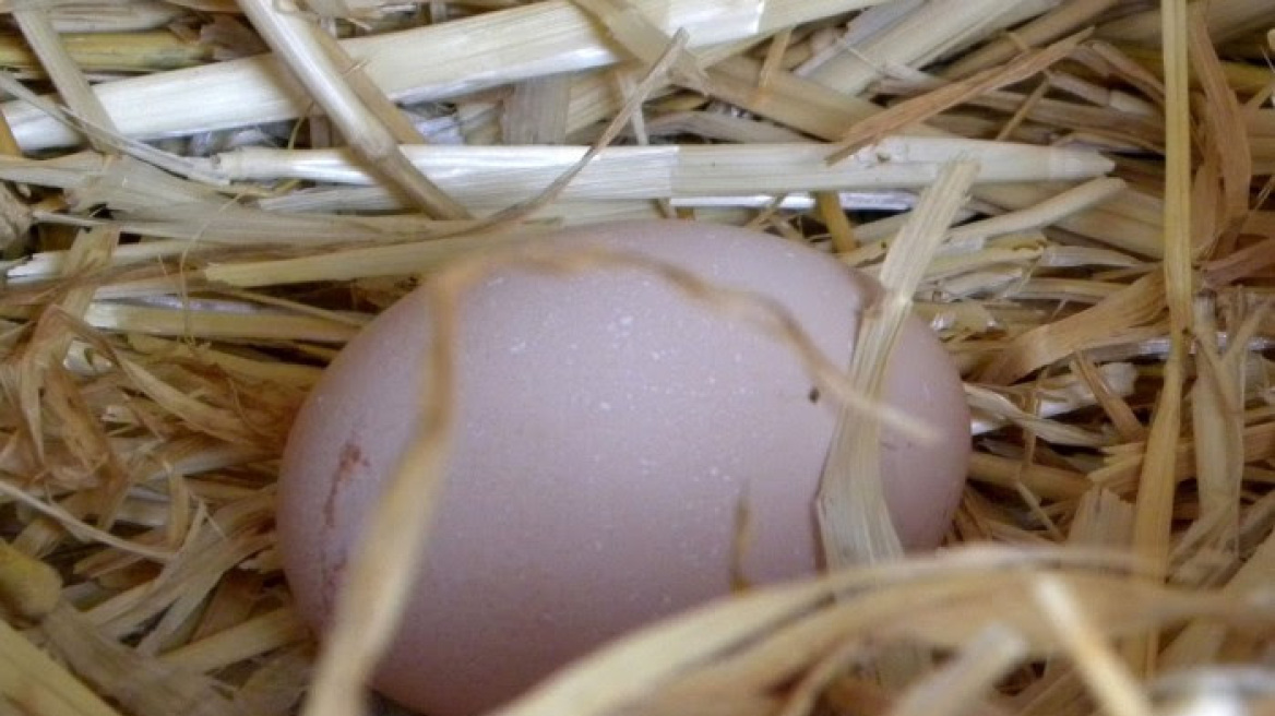 Βίντεο: Το έχετε ξαναδεί αυτό; Αβγό «γέννησε» αβγό