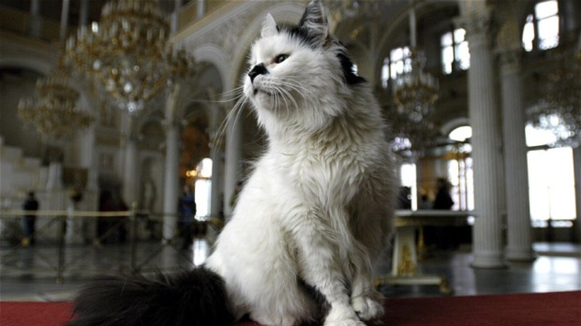 Οι γάτες συντροφεύουν τα αριστουργήματα στο μουσείο του Ερμιτάζ