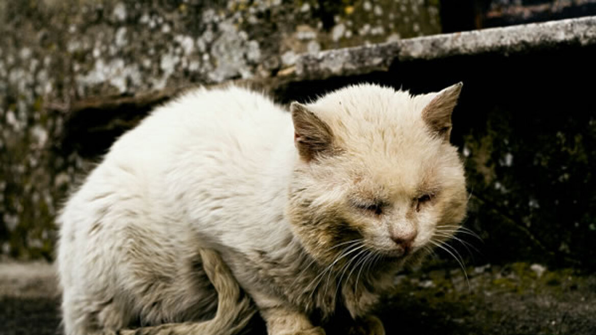 Κρήτη: Βαριές ποινές για ασυνείδητους που βασάνιζαν και σκότωναν γάτες