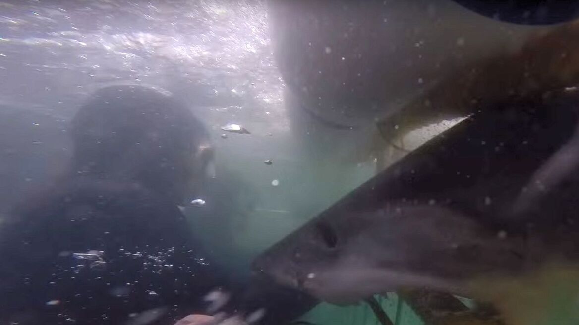 Βίντεο: Η πιο άγρια επίθεση μεγάλου λευκού καρχαρία σε κλωβό με ανθρώπους