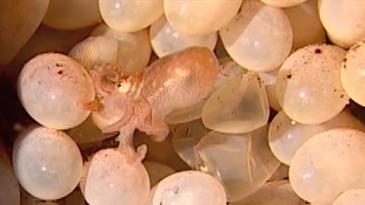Amazing underwater footage shows how octopus eggs hatch (vid)