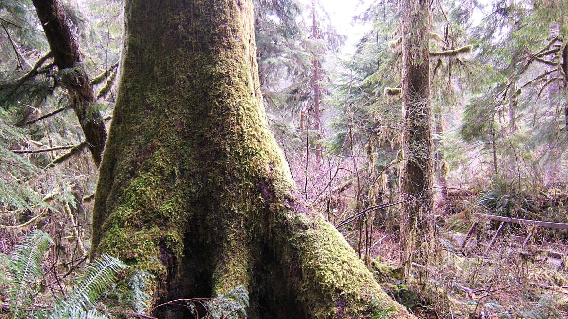 Απίστευτο βίντεο: Δείτε το έδαφος «που αναπνέει» σε δάσος στον Καναδά