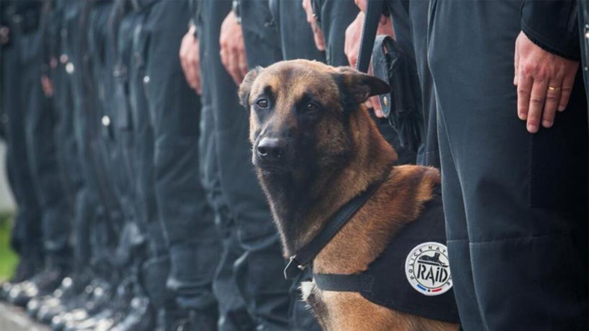 RIP Diesel, another victim of the terrorist attacks (pics)