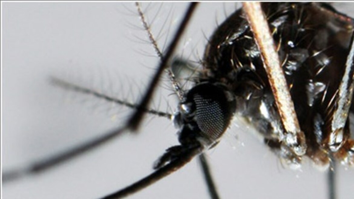 Μεταλλαγμένα κουνούπια «ασπίδα» για την ελονοσία