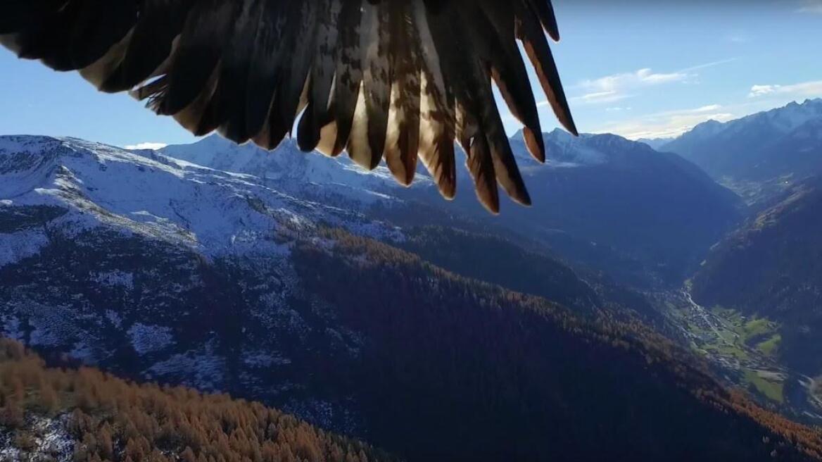 Βίντεο: Δύο αετοί περνούν ένα drone για πουλί και το αρπάζουν στον αέρα
