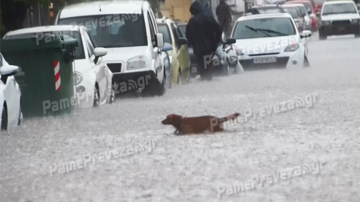 Βίντεο: Ατρόμητος σκύλος διασχίζει πλημμυρισμένο δρόμο στην Πρέβεζα!