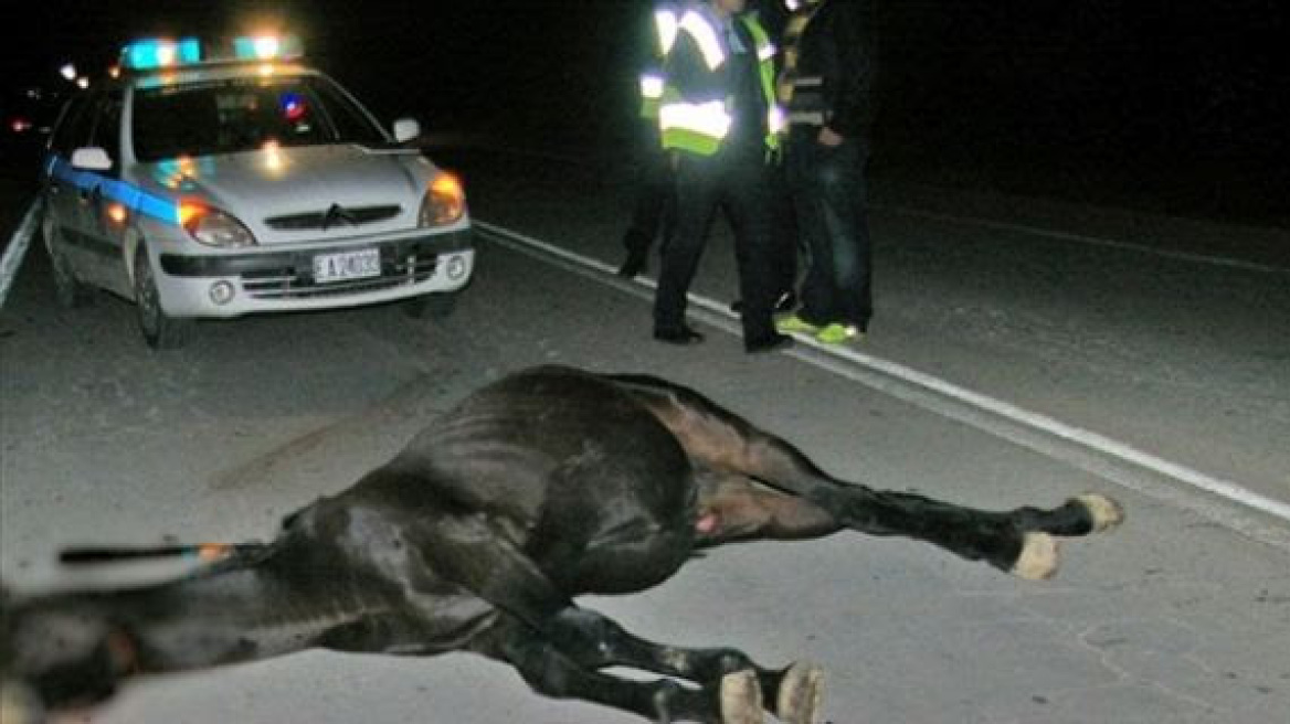 Φθιώτιδα: 57χρονη τράκαρε με άλογο και τραυματίστηκε σοβαρά!