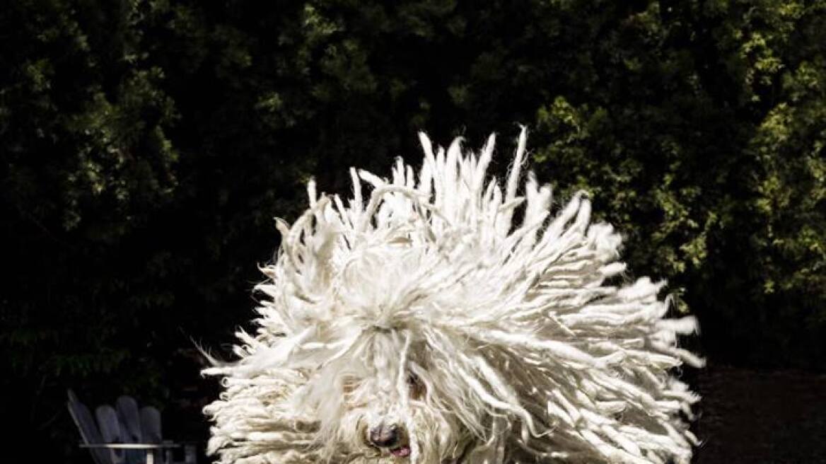 Δείτε την απίστευτη φωτογραφία του σκύλου του Ζούκεμπεργκ