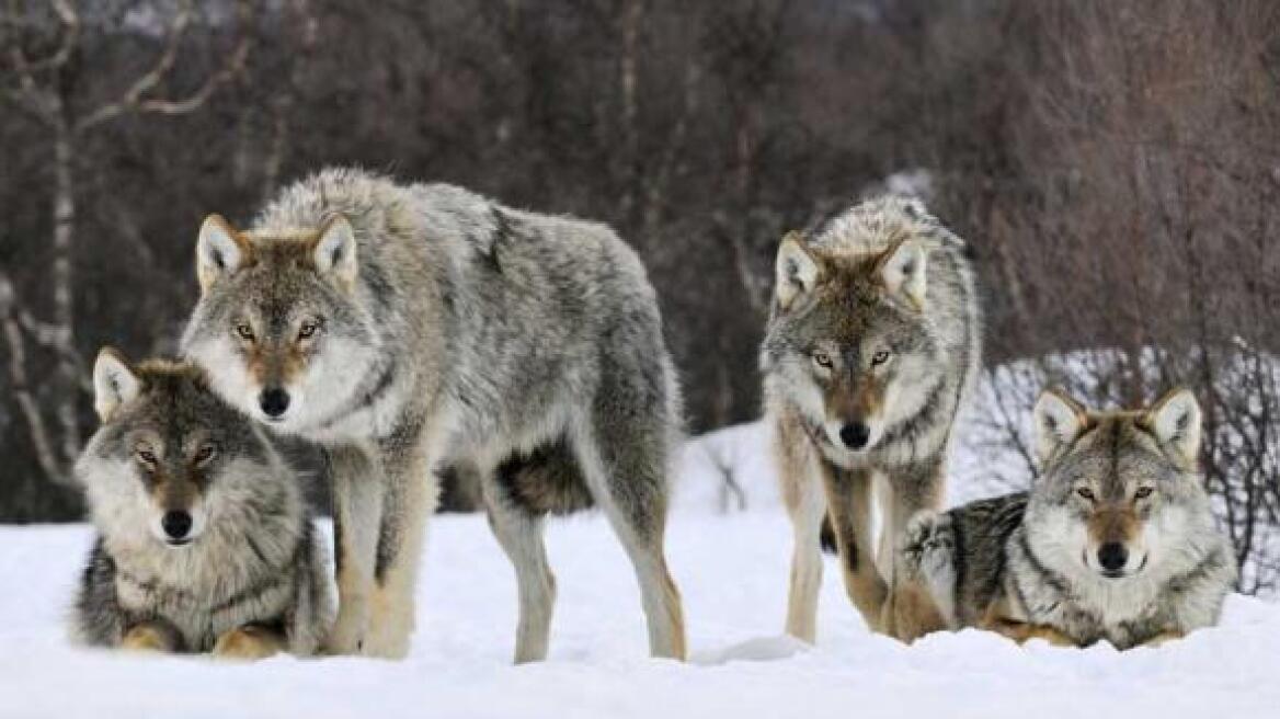 Λύκοι κατασπάραξαν κυνηγόσκυλα στο Ζαγόρι 