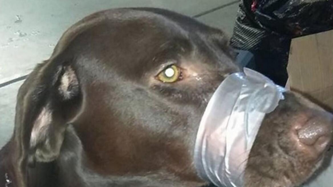 ΗΠΑ: Έκλεισε το στόμα του σκύλου της με μονωτική ταινία και ανέβασε την φωτογραφία στο Facebook