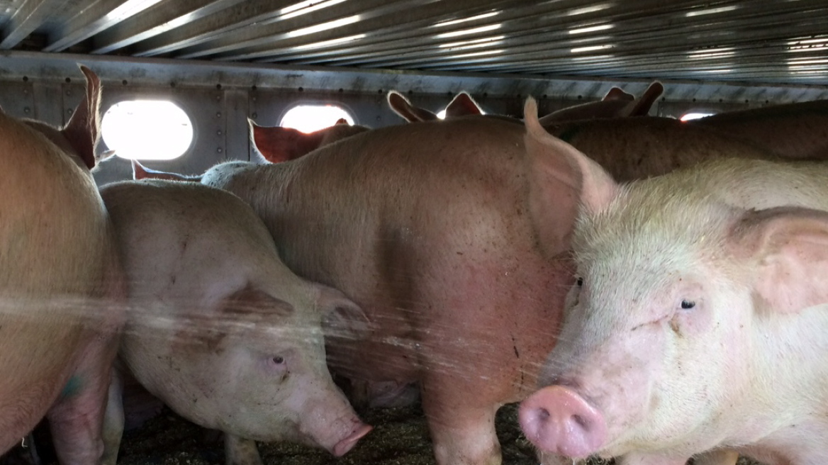 Ζωόφιλη αντιμετωπίζει μέχρι και δέκα χρόνια φυλακή γιατί έδωσε νερό σε διψασμένα γουρούνια