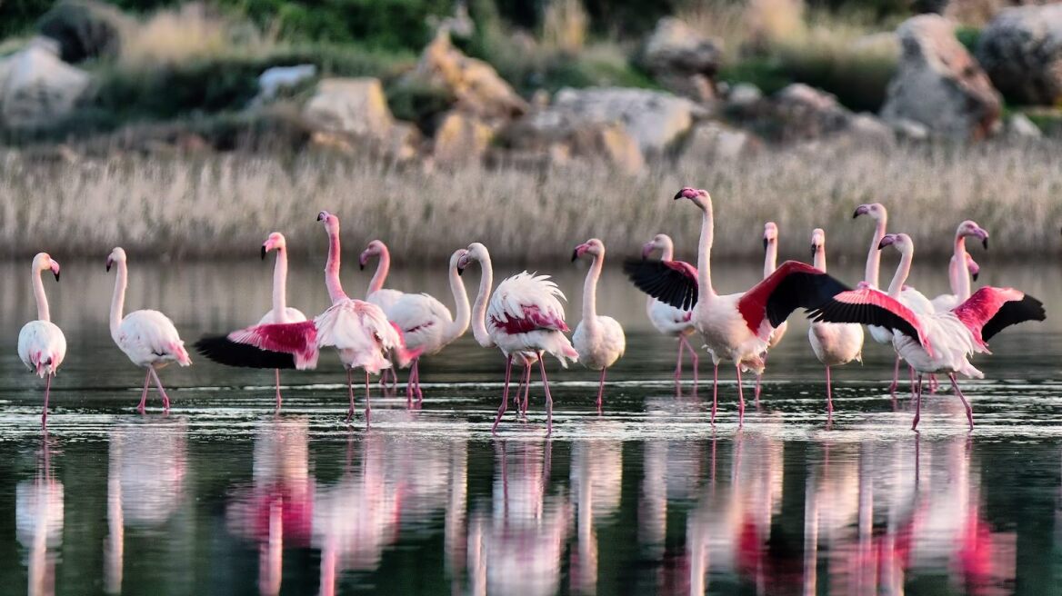 Meanwhile, in Samos... another type of migration (pics)