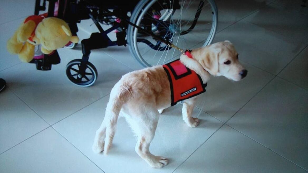 Στην Ασπασία, που πυροβόλησε ο πατέρας της, ο πρώτος σκύλος-βοηθός για άτομα με αναπηρία