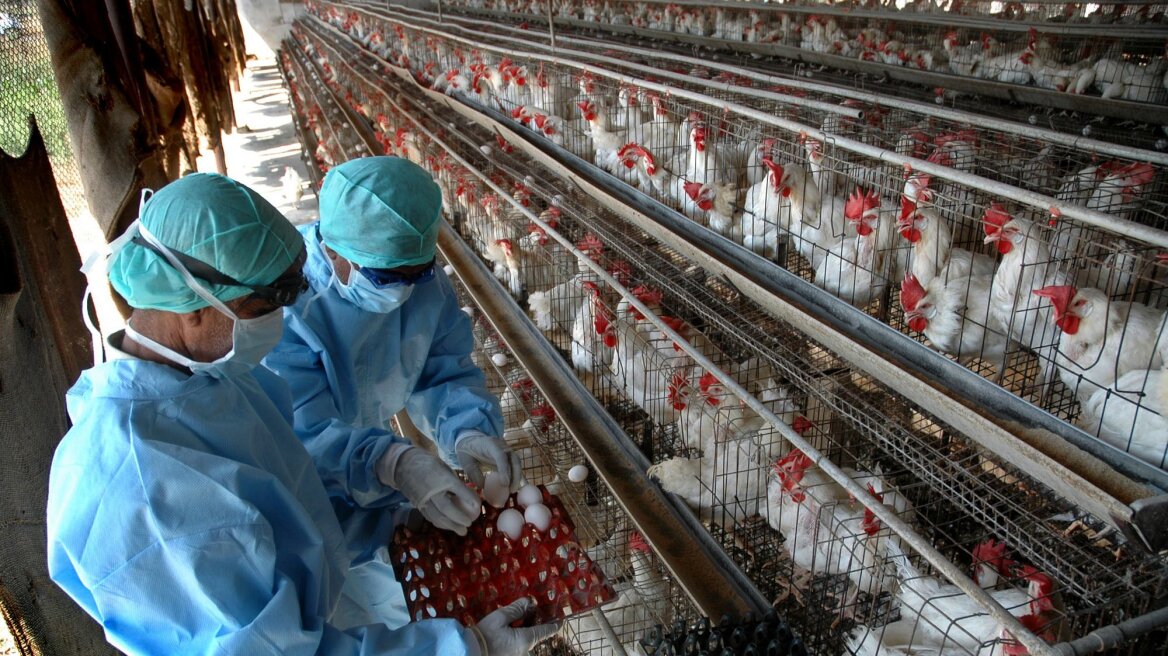 H5N1: 8 χώρες ανέστειλαν τις εισαγωγές πουλερικών από τη Γαλλία