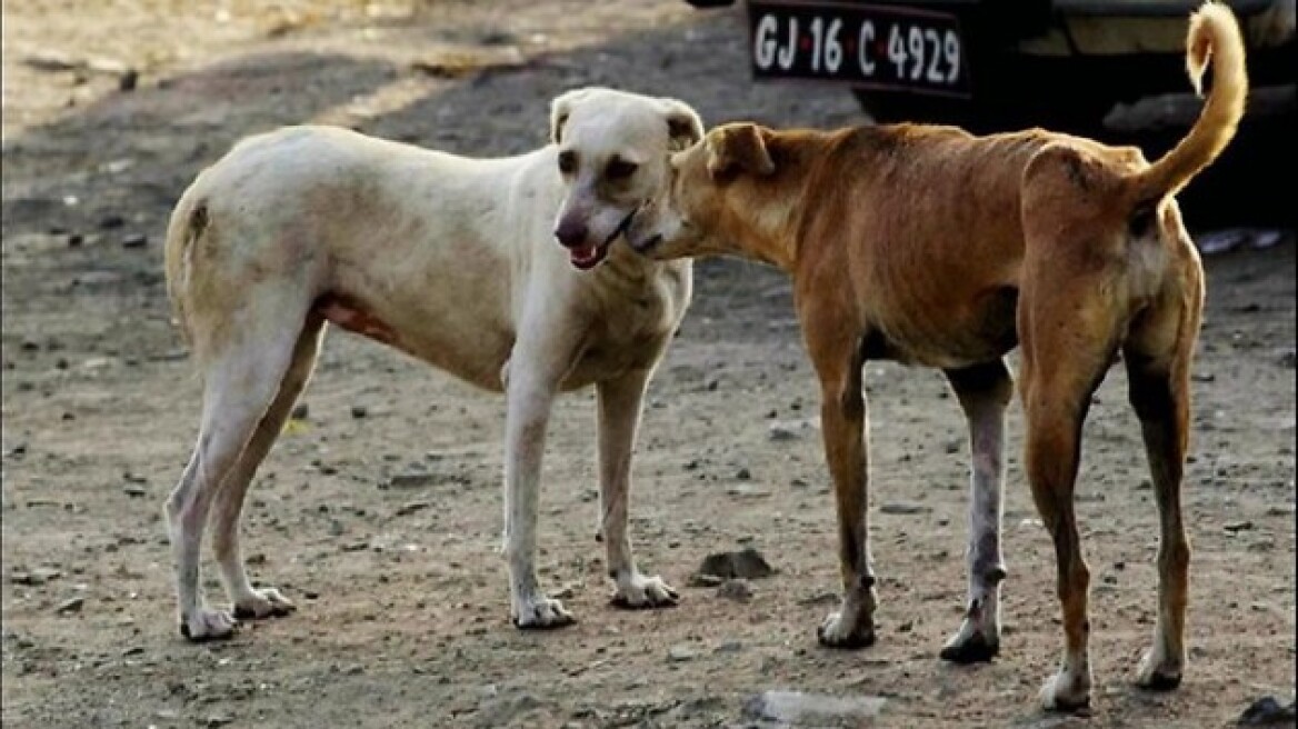 Δηλητηρίασαν δέκα αδέσποτα σκυλιά στην Κρήτη 