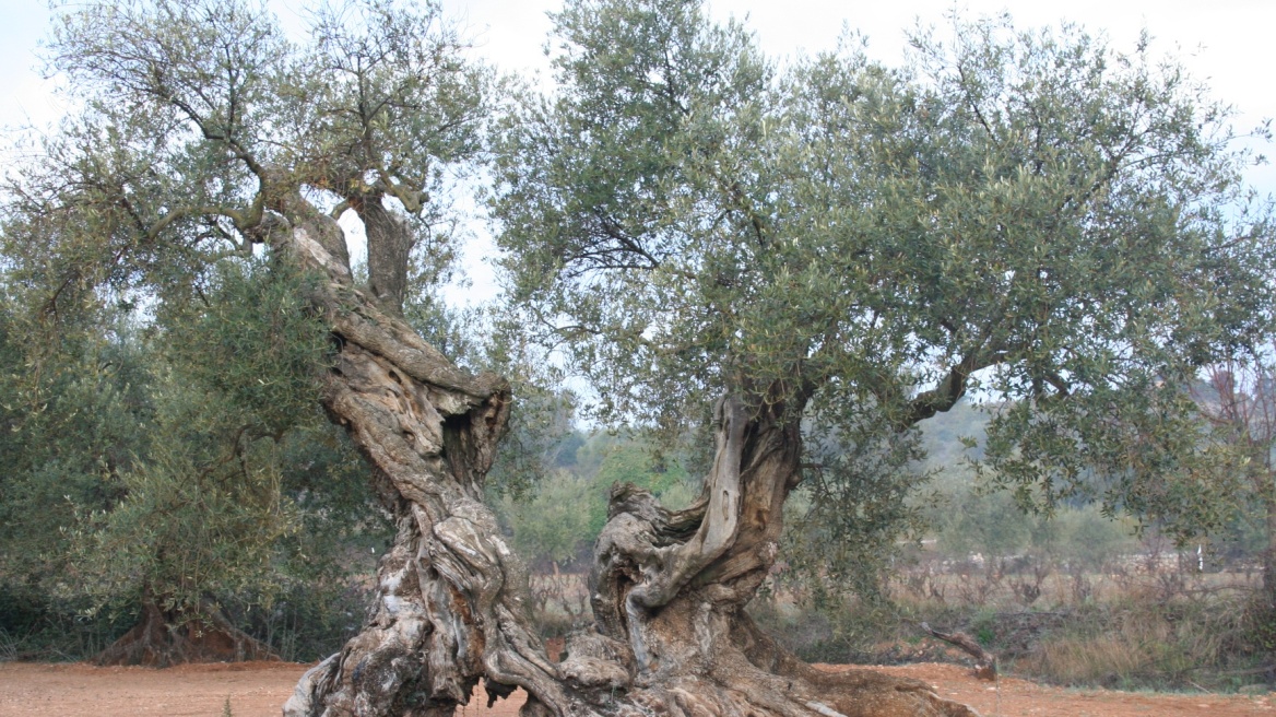 Olive trees from Aigio to Attica, from antiquity to modern Athens