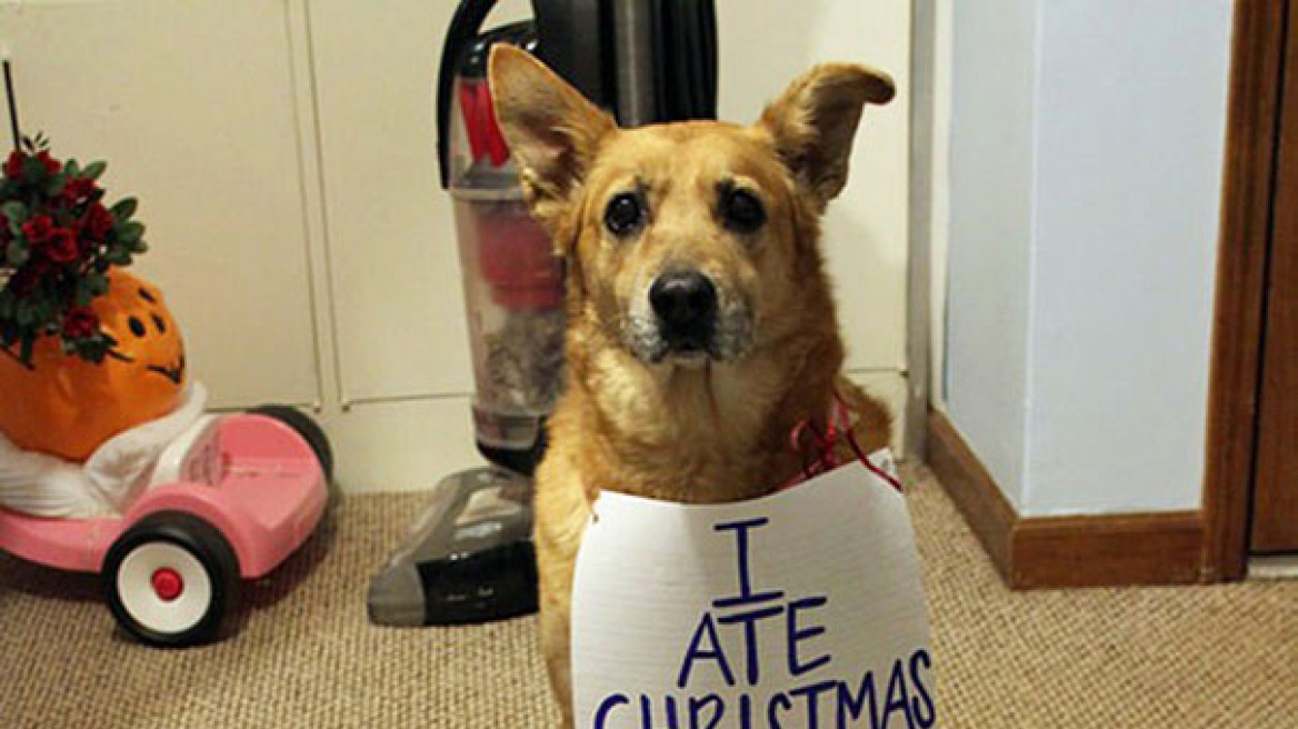 Σκυλιά και γάτες που κατέστρεψαν τα Χριστούγεννα 