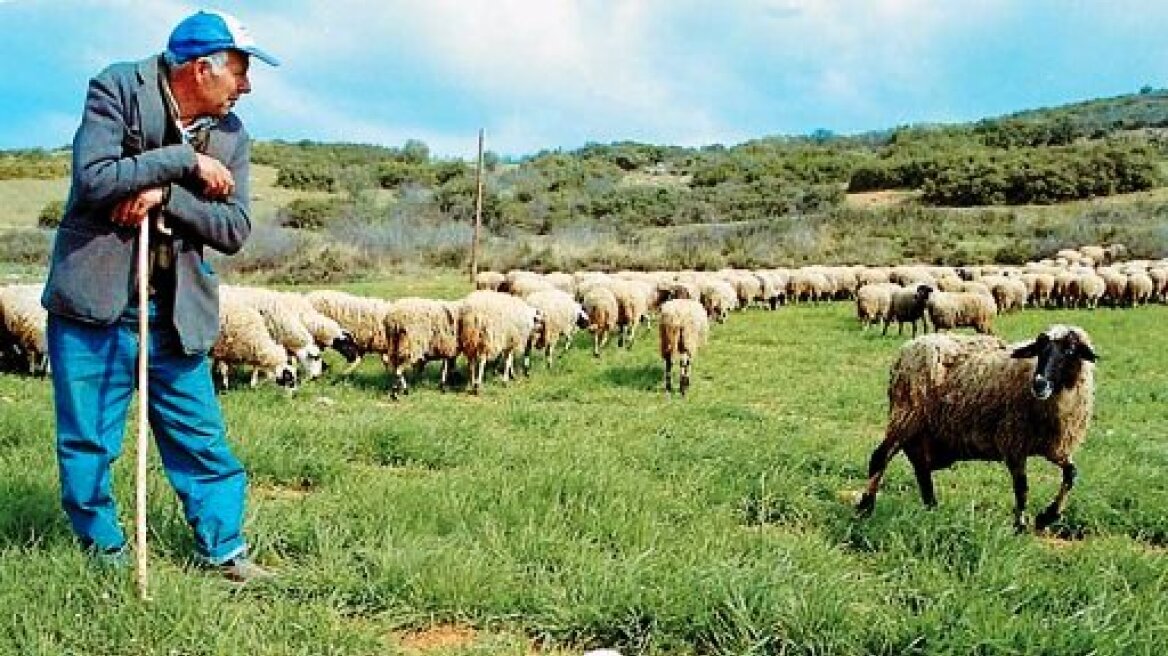Βόνιτσα: Ζωοκλέφτες «χτύπησαν» πολύτεκνο κτηνοτρόφο