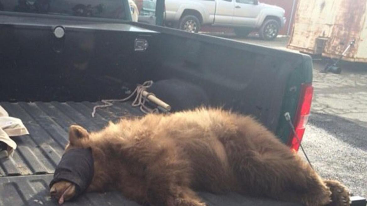 Video: Aρκούδα κρυβόταν σε απορριμματοφόρο!