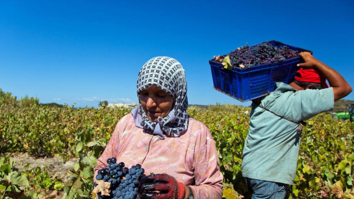 Τουρκία: Νέοι νόμοι του Ερντογάν «απειλούν» τους παραγωγούς κρασιού