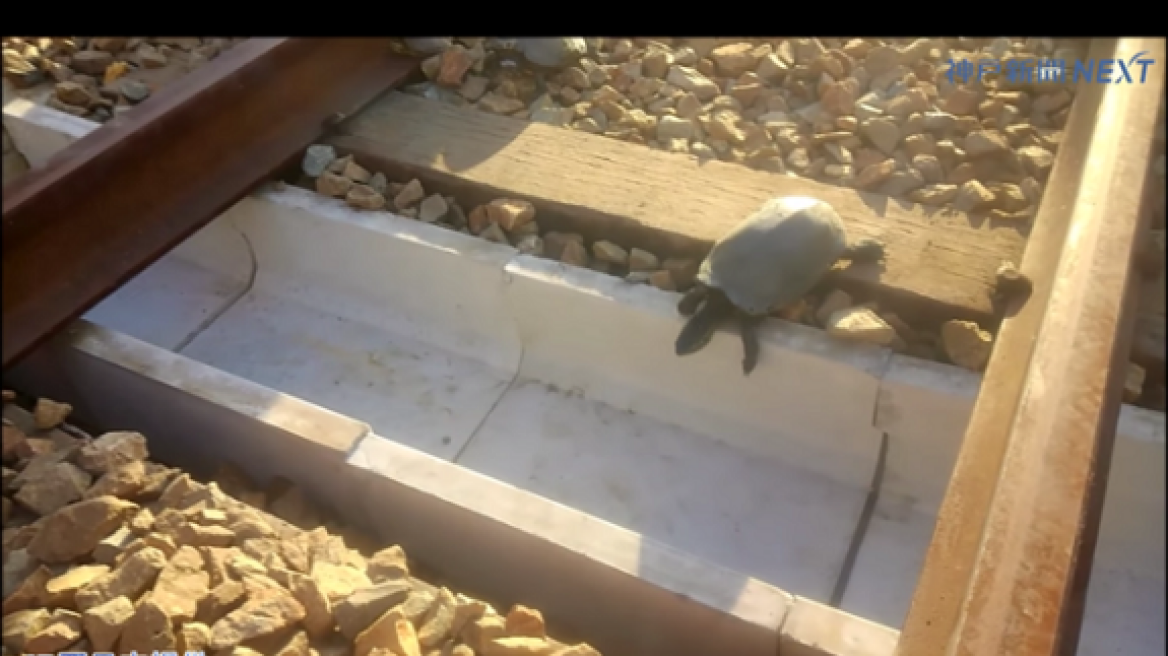 Βίντεο: Ειδικό «τούνελ» για χελώνες σε σιδηροδρομικό σταθμό της Ιαπωνίας