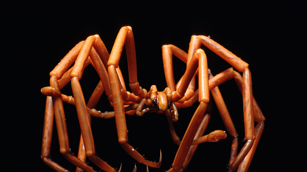 Δείτε τις μεγαλύτερες και εντυπωσιακότερες αράχνες στον κόσμο