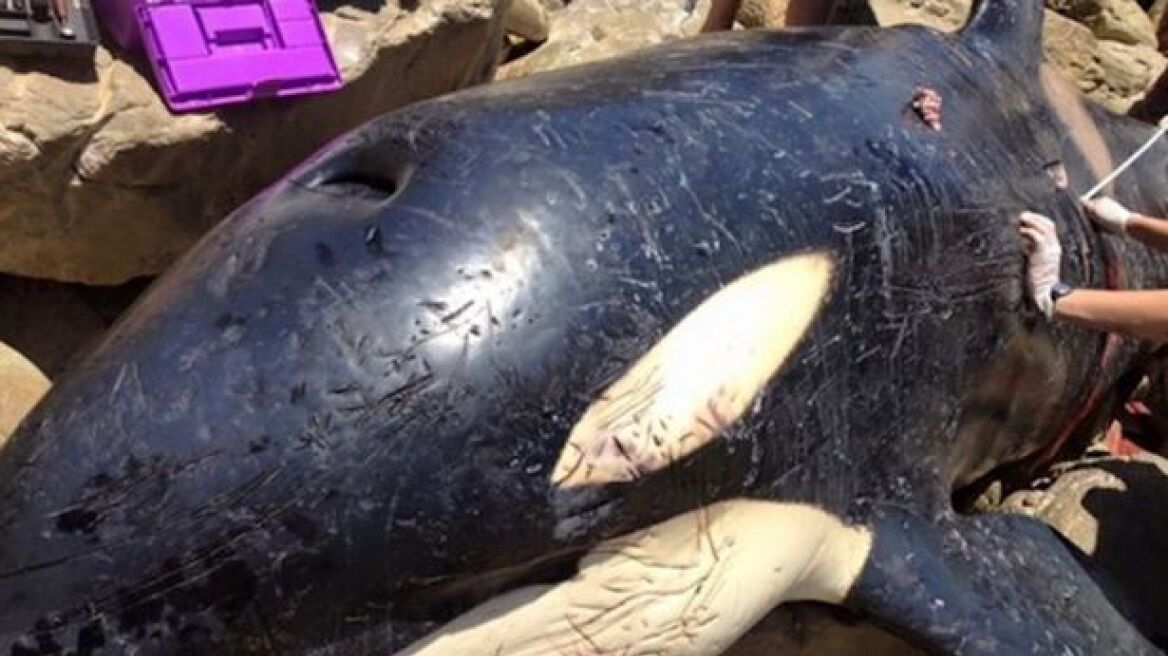 Φωτογραφία: Τι βρέθηκε στο στομάχι μιας όρκας, της δολοφόνου - φάλαινας 