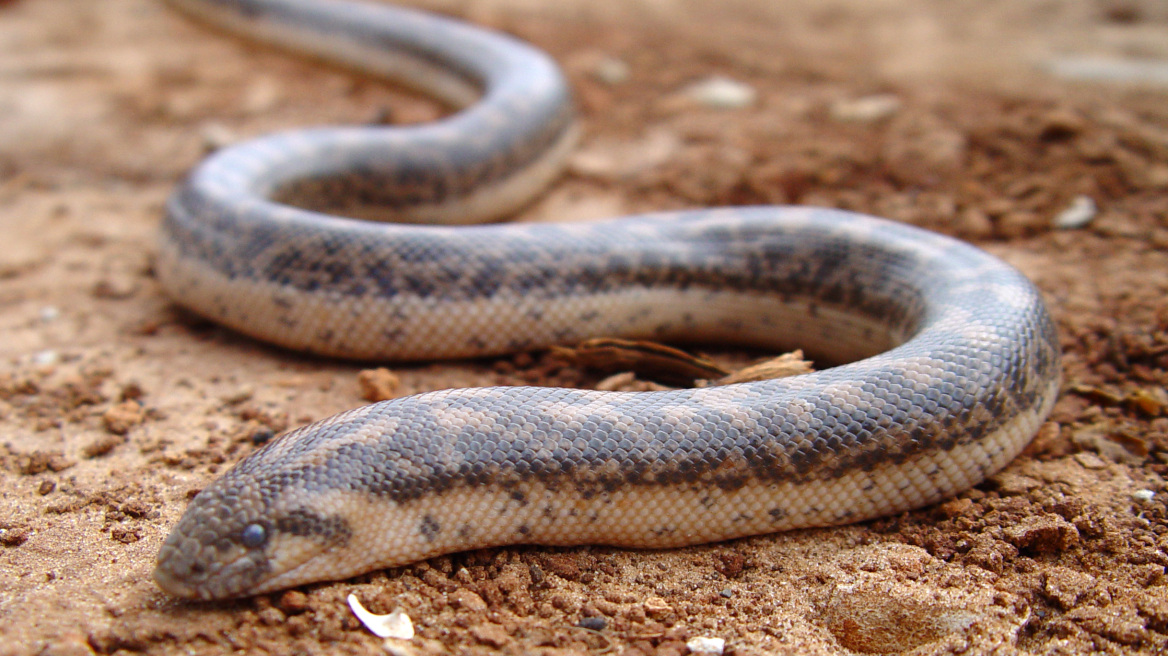 Scientists rediscover a snake used by ancient Greeks as a war weapon