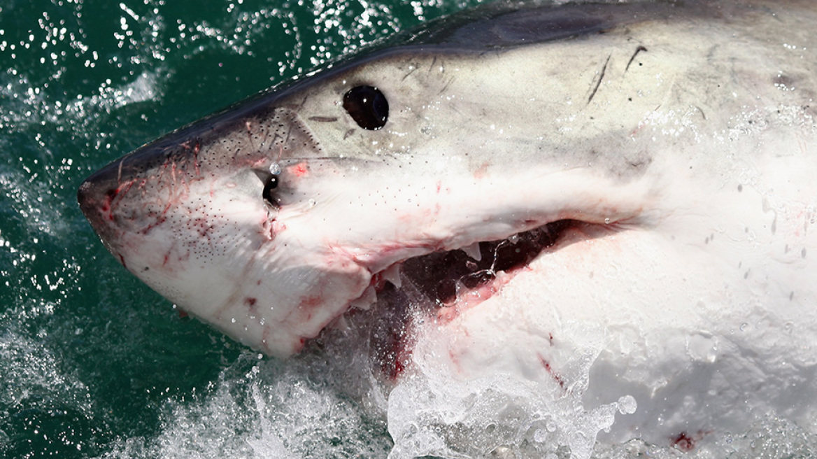 Κουίνσλαντ: Καρχαρίας επιτέθηκε σε κολυμβητή, που παλεύει για τη ζωή του