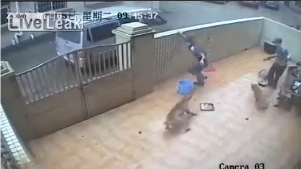 Σκληρές εικόνες: Δείτε την απίστευτη απαγωγή σκύλων στην Κίνα για να καταλήξουν σε σφαγεία