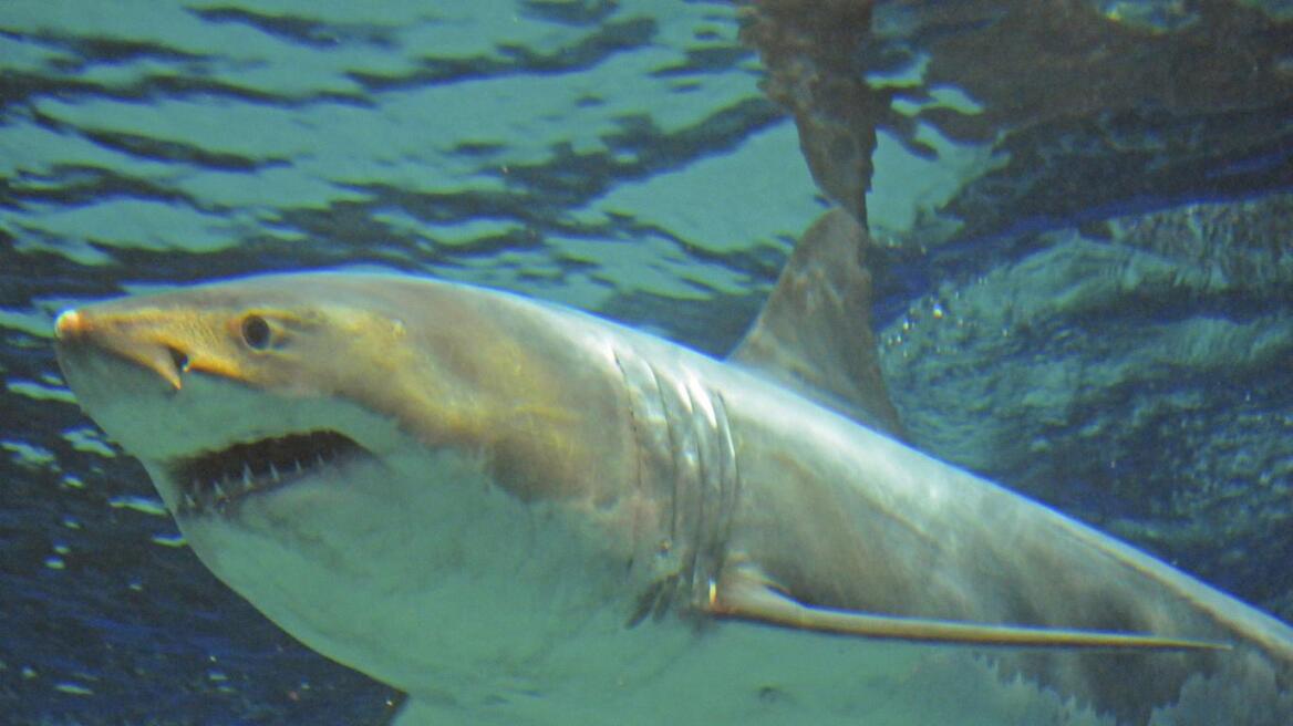 Ιαπωνία: Μεγάλος λευκός καρχαρίας πέθανε γιατί δεν άντεξε την αιχμαλωσία σε ενυδρείο 