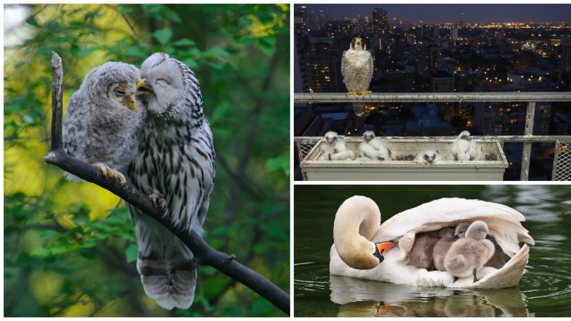 Τα πτηνά ως γονείς μέσα από 15 υπέροχες φωτογραφίες